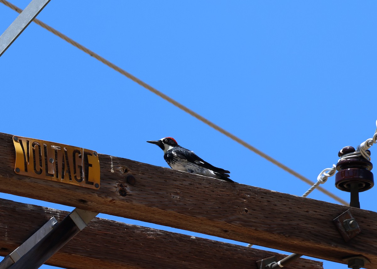 Acorn Woodpecker - Devlon Moore