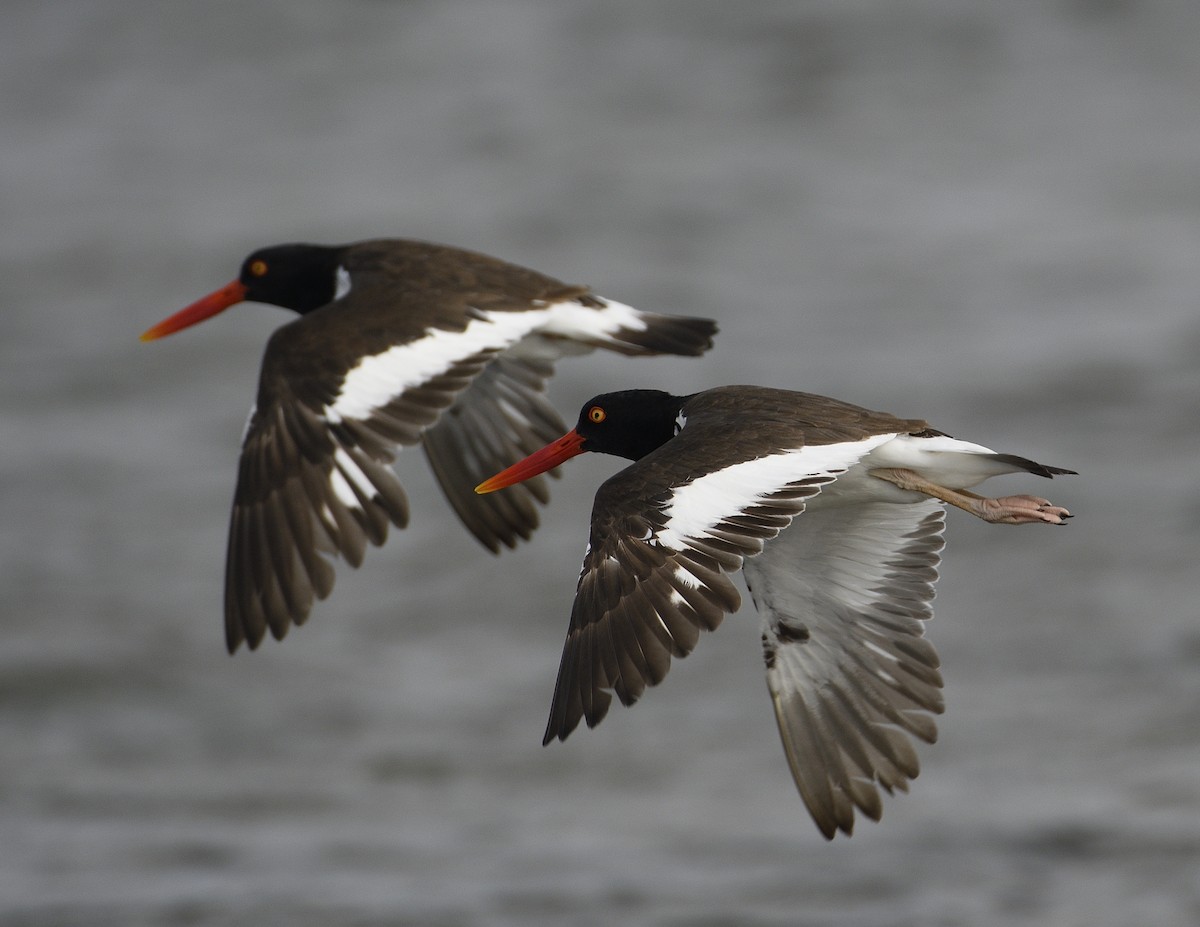 American Oystercatcher - P Pariseau