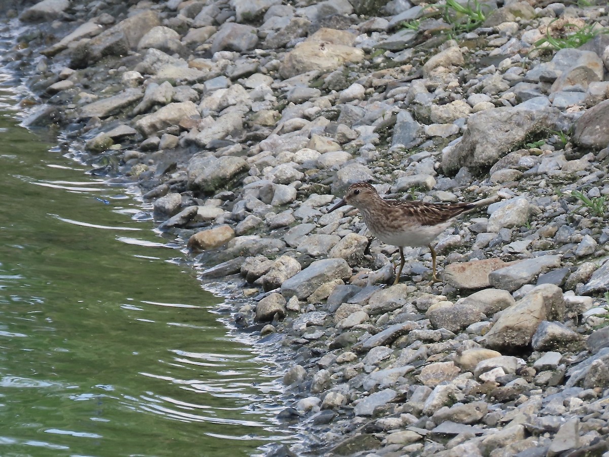 Least Sandpiper - Marjorie Watson