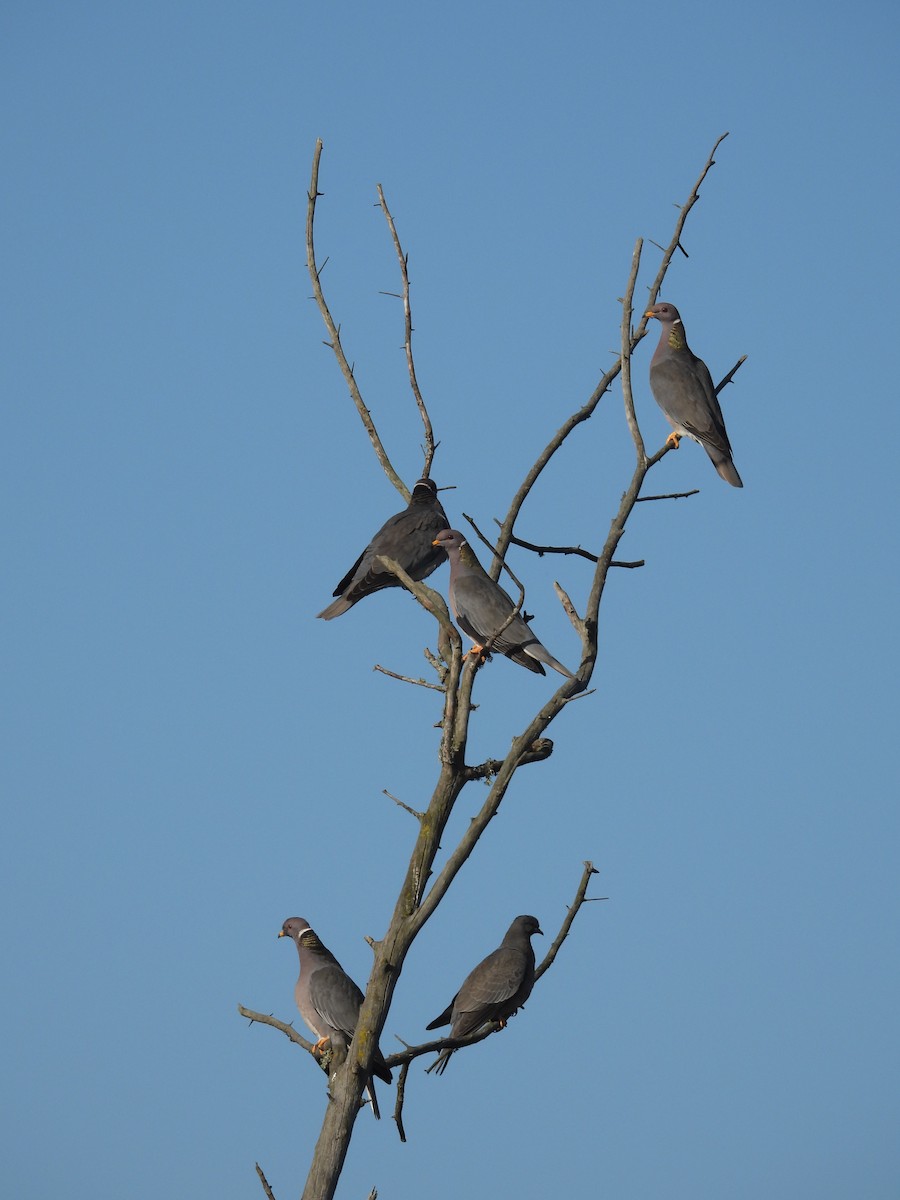 Band-tailed Pigeon - ML468628211