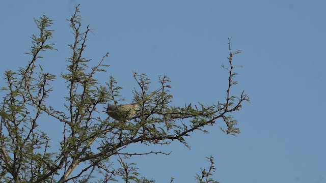 Tufted Tit-Spinetail - ML468630221