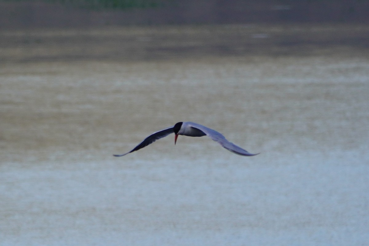 Caspian Tern - ML468630271