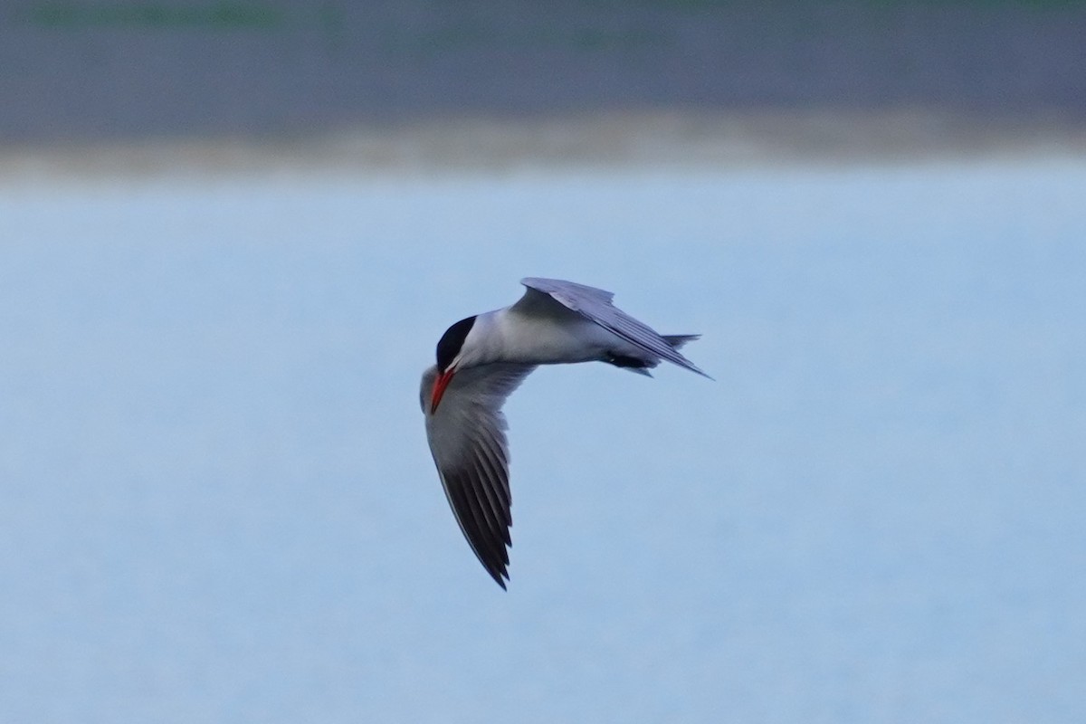 Caspian Tern - ML468630291