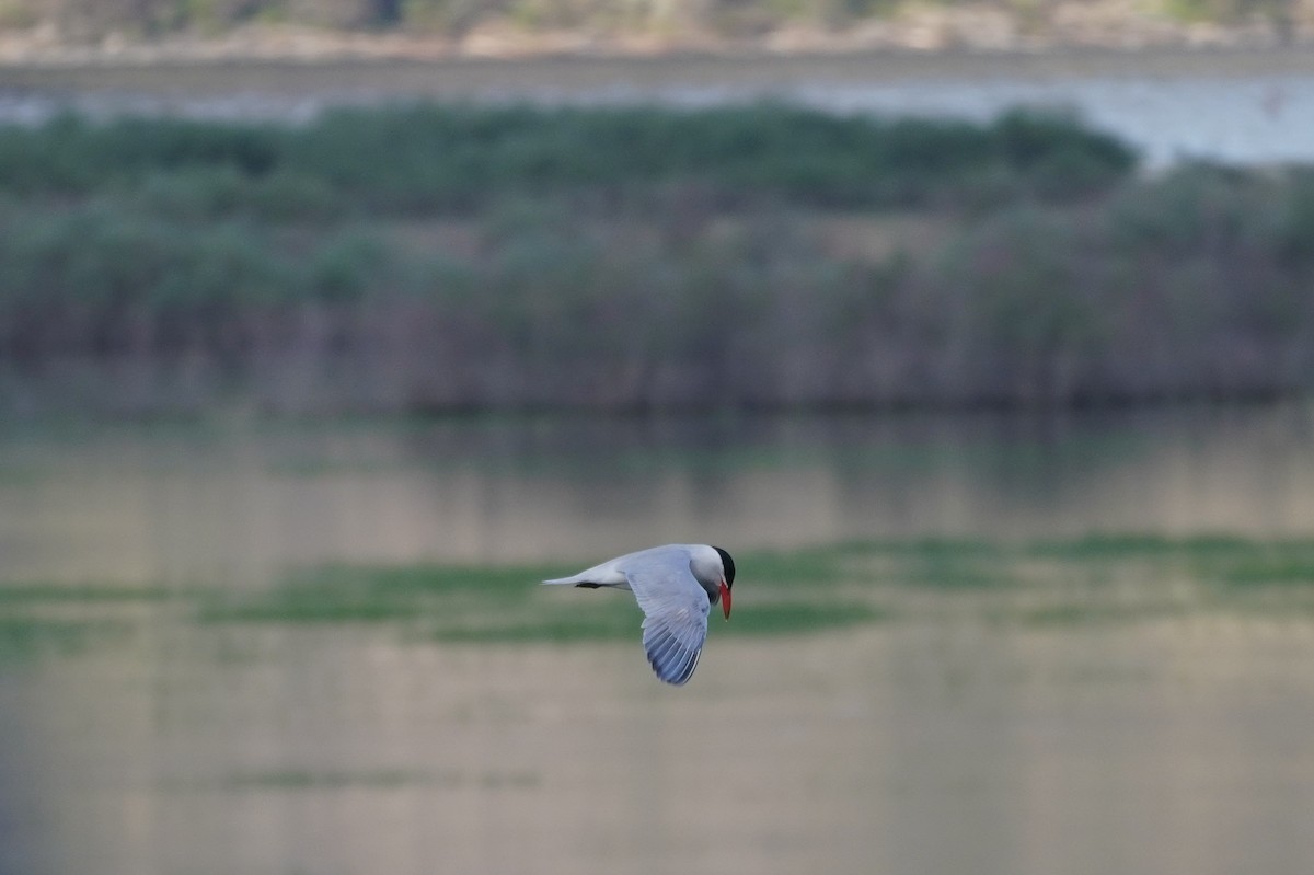 Caspian Tern - ML468630301