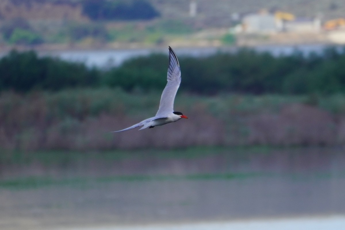 Caspian Tern - ML468630311