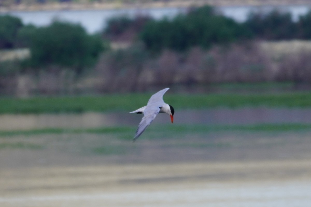 Caspian Tern - ML468630321