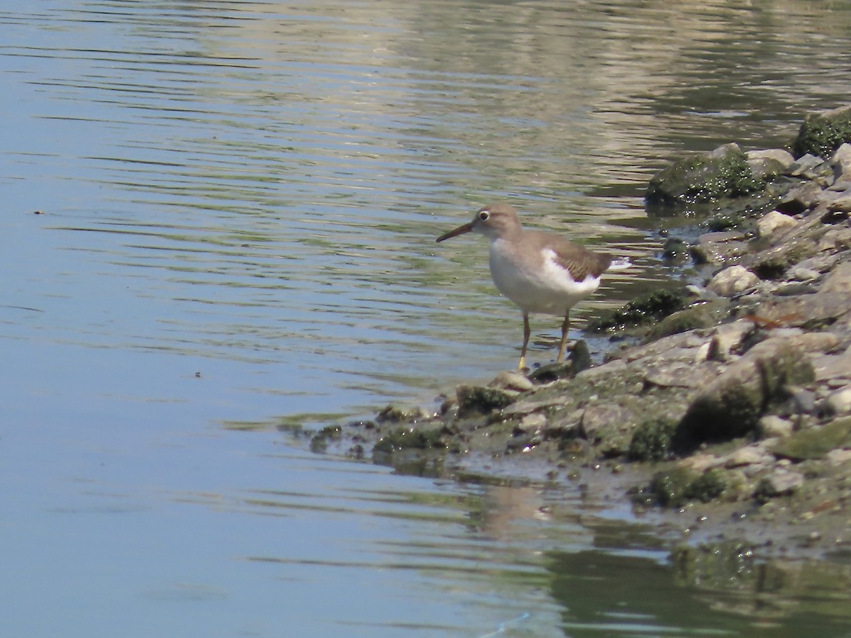 Spotted Sandpiper - Marjorie Watson