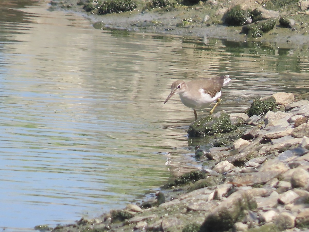 Spotted Sandpiper - Marjorie Watson