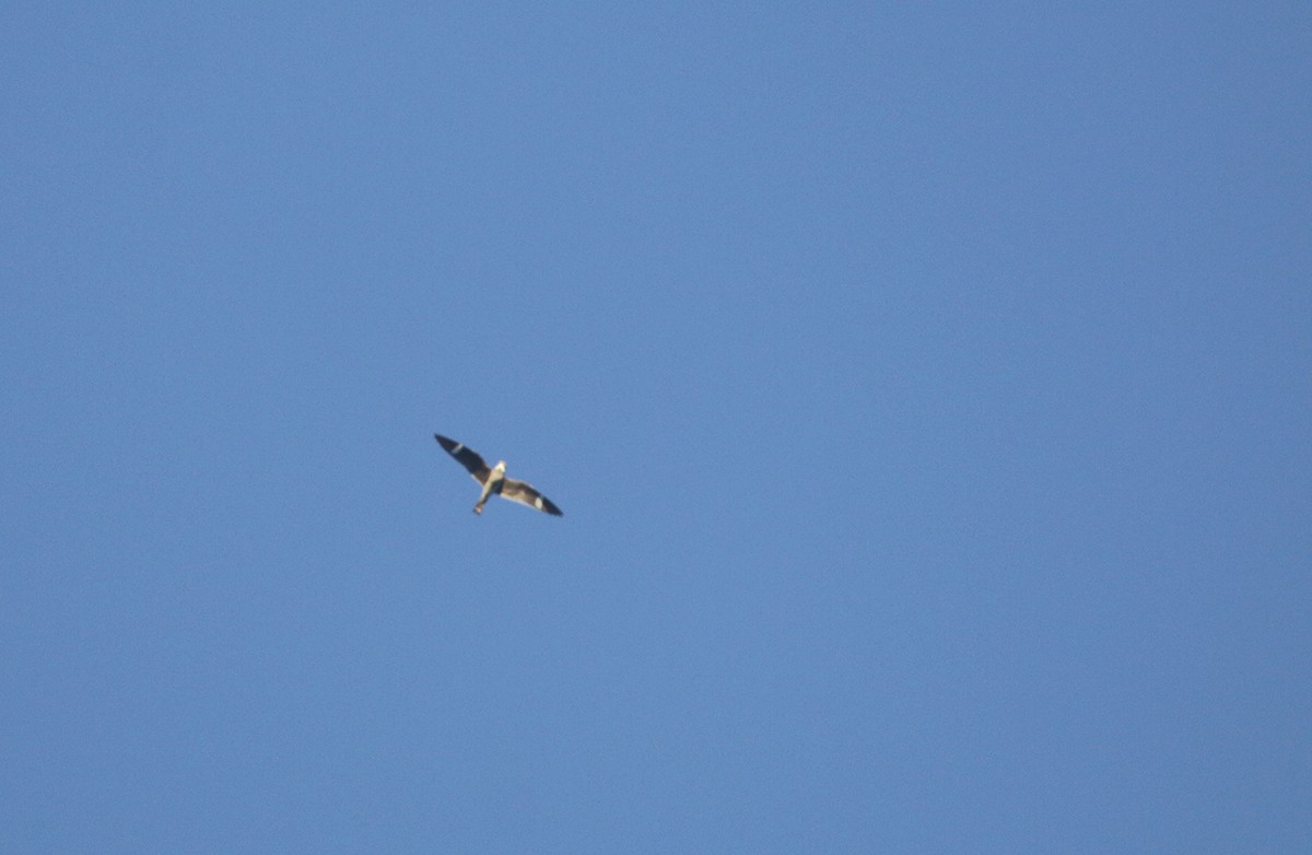 Common Nighthawk - Bill Hubick