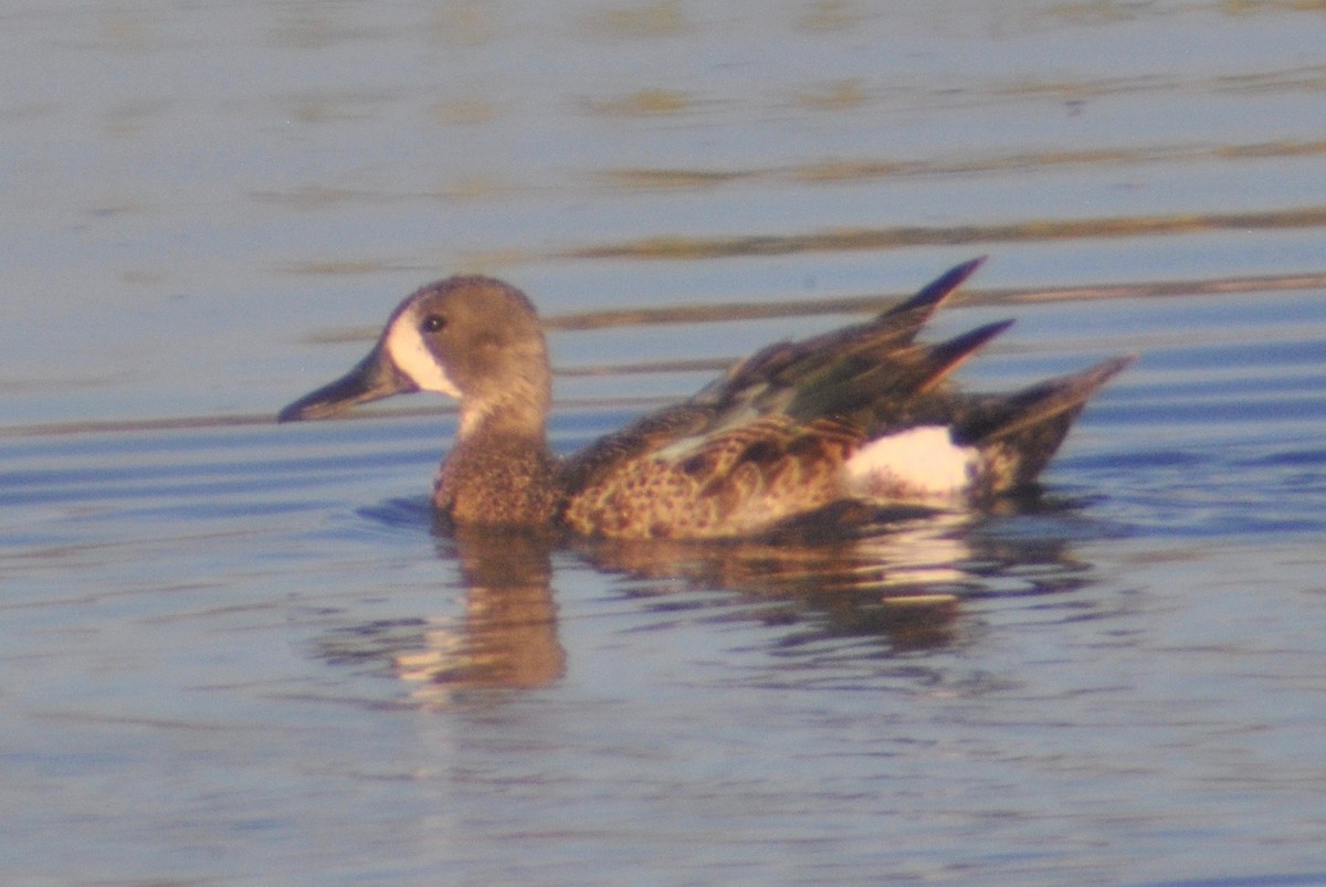 Blue-winged Teal - Sean Cozart