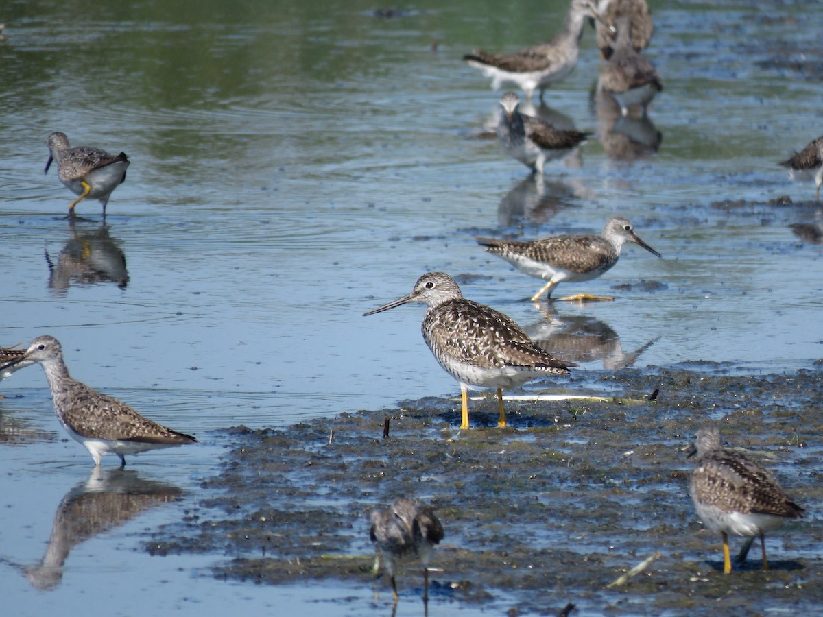 Greater Yellowlegs - ML468631351