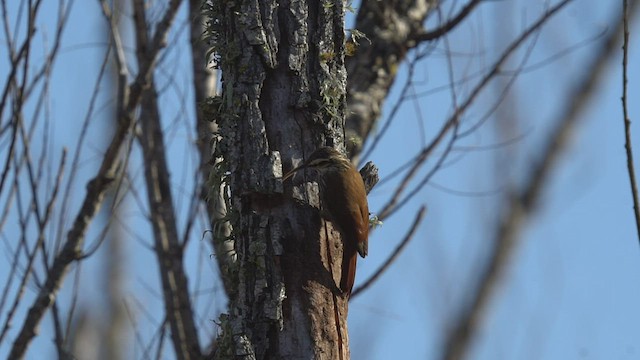 Narrow-billed Woodcreeper - ML468633441