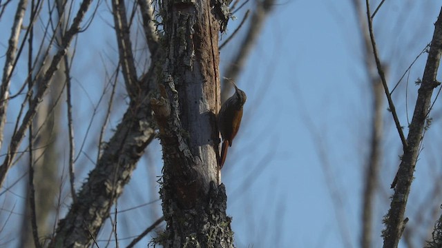 Narrow-billed Woodcreeper - ML468633511