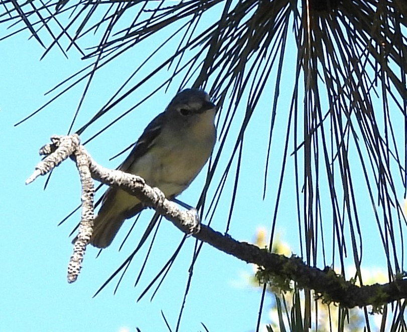 Cassin's Vireo - ML468633691