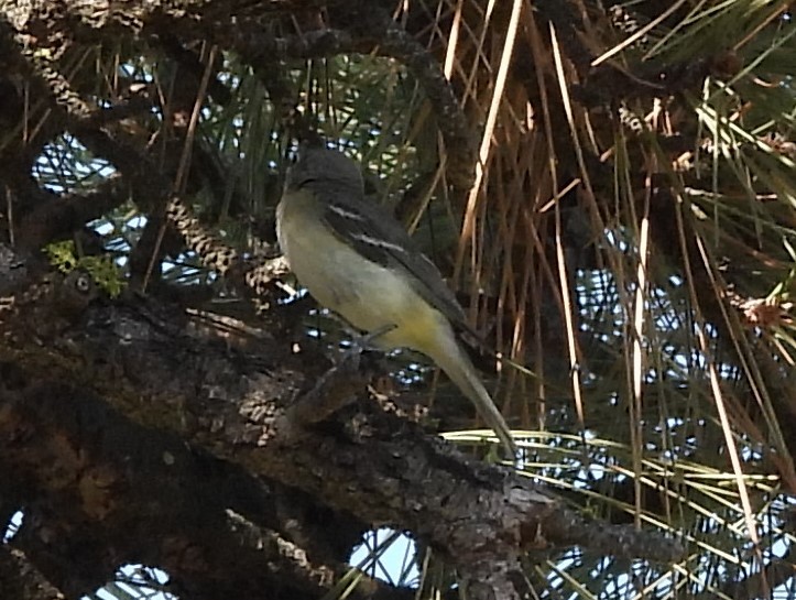 Cassin's Vireo - ML468633701