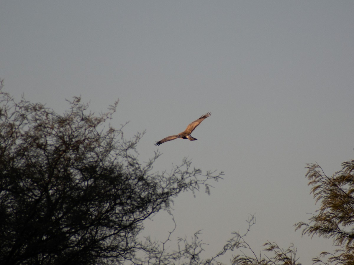 Cinereous Harrier - ML468634181