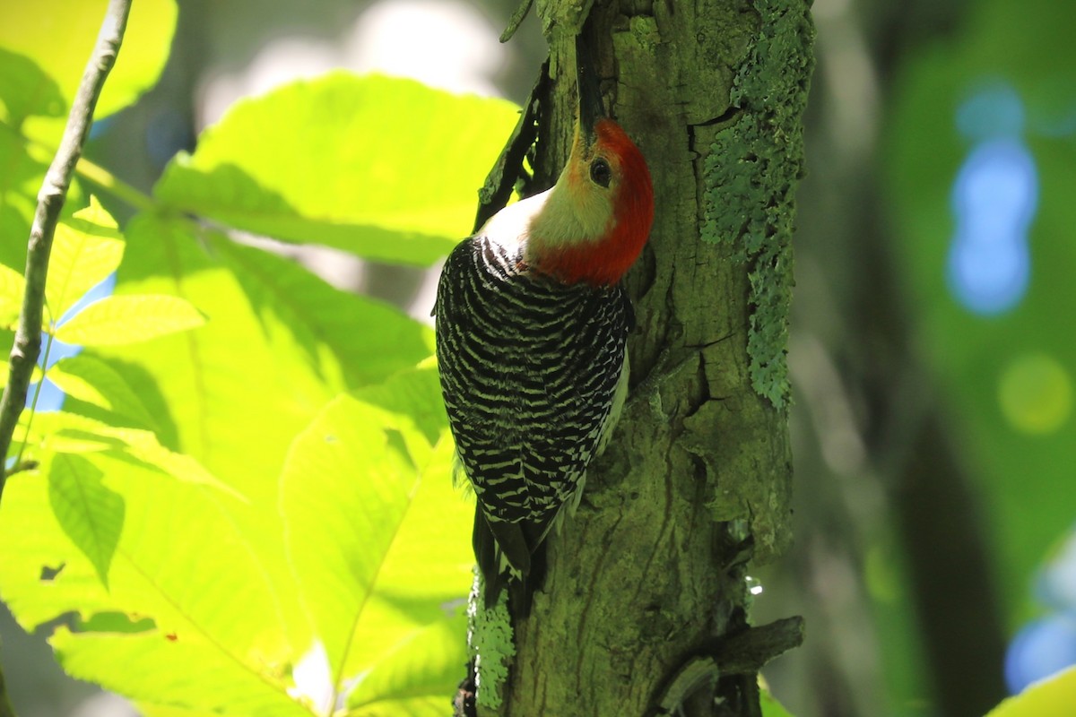 Red-bellied Woodpecker - ML468634481