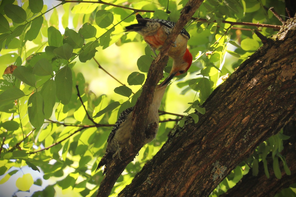 Red-bellied Woodpecker - ML468634491