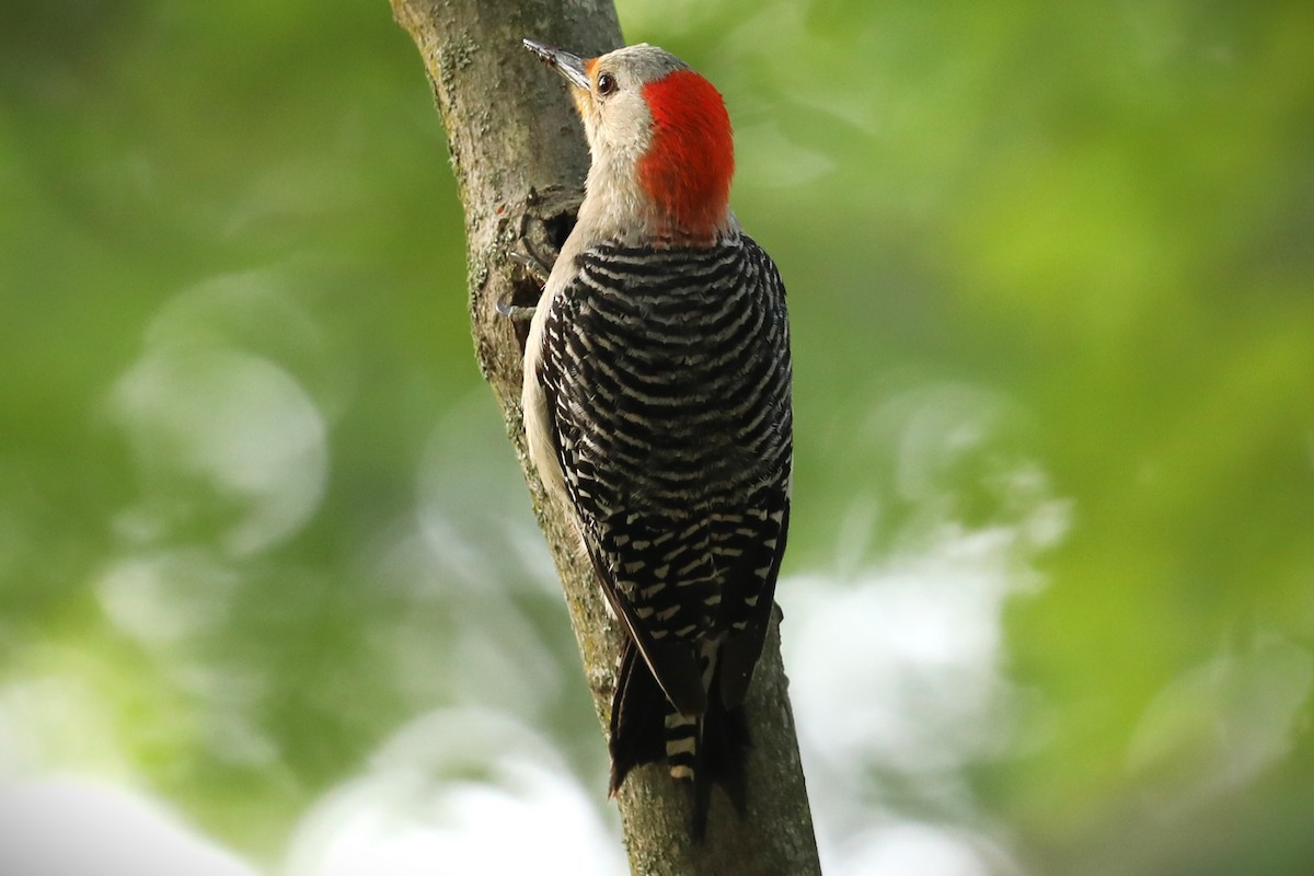 Red-bellied Woodpecker - ML468634531