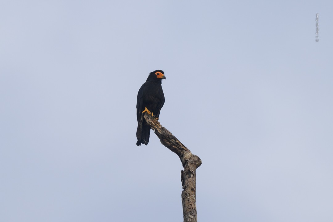 Black Caracara - ML468634851