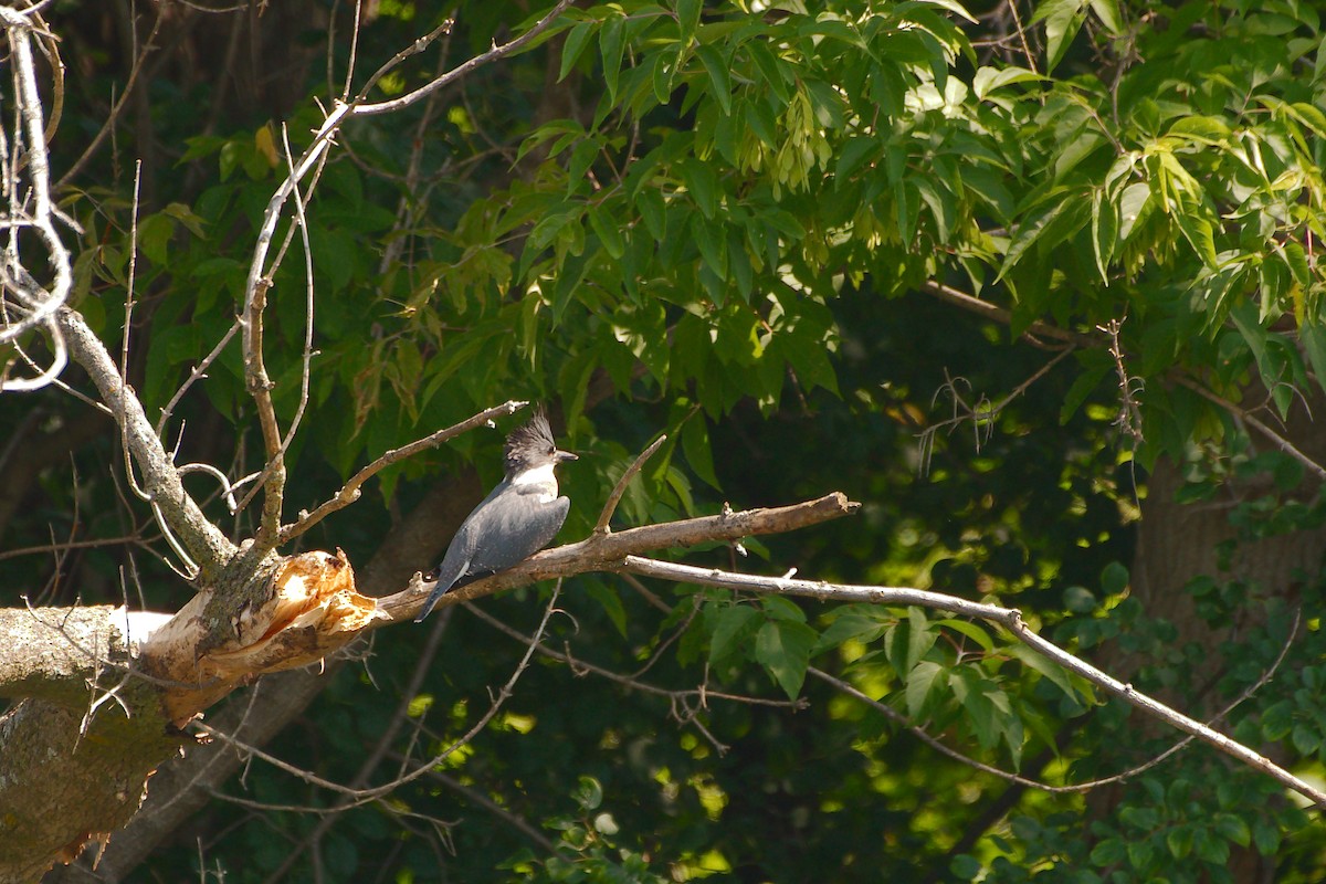 Belted Kingfisher - ML468635701