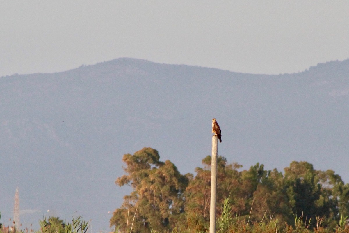 Common Buzzard (Corsican) - ML468637161