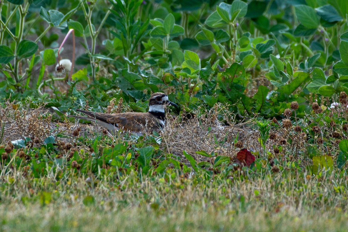 Killdeer - ML468637191