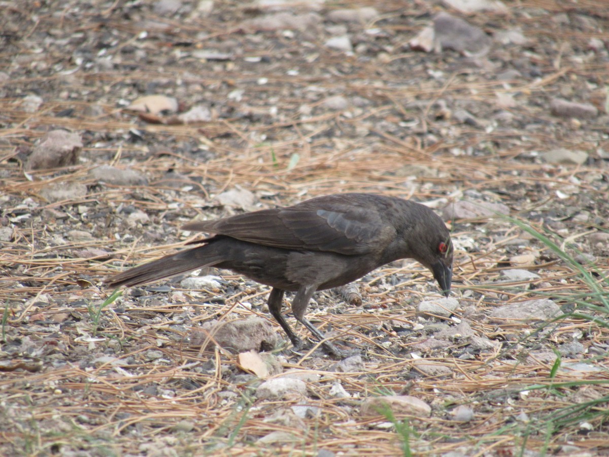 Bronzed Cowbird - ML468639231