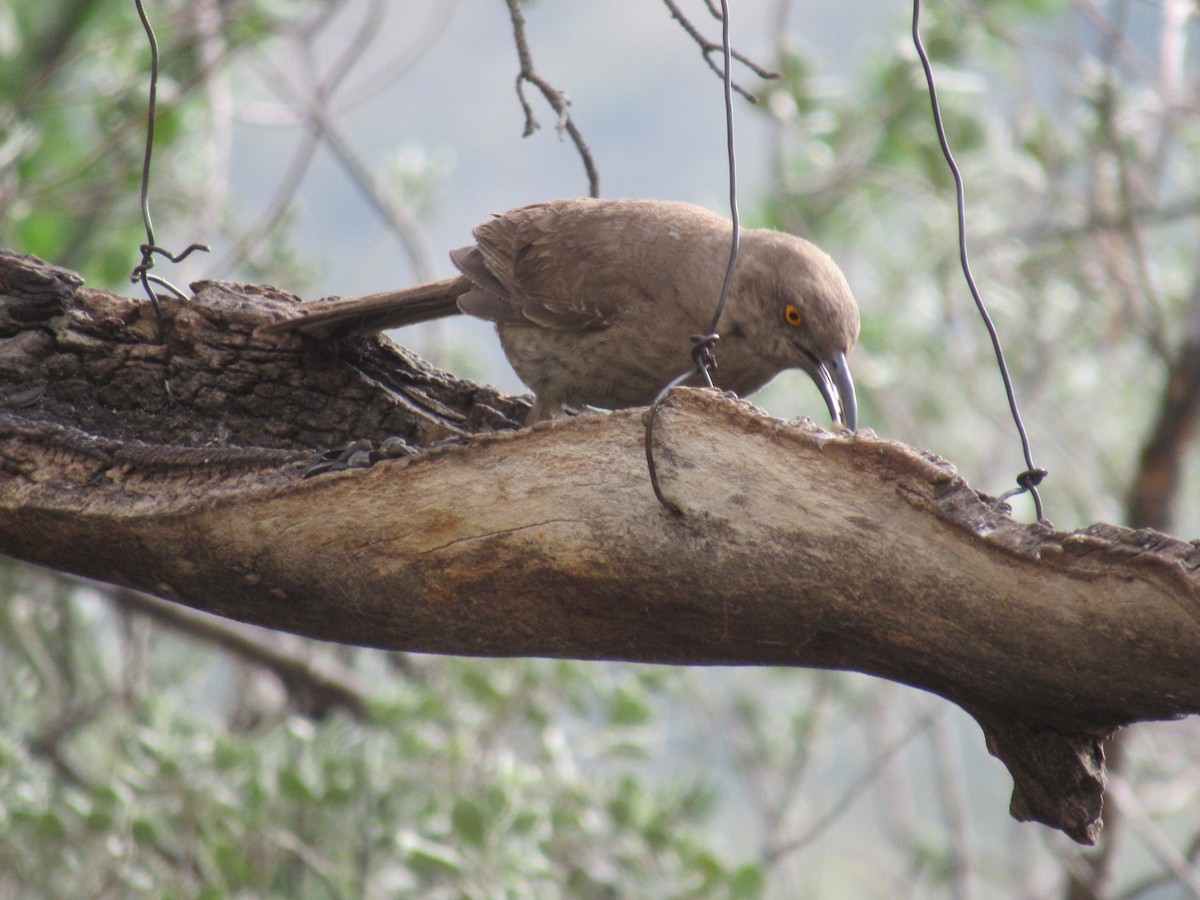 Curve-billed Thrasher - ML468639341