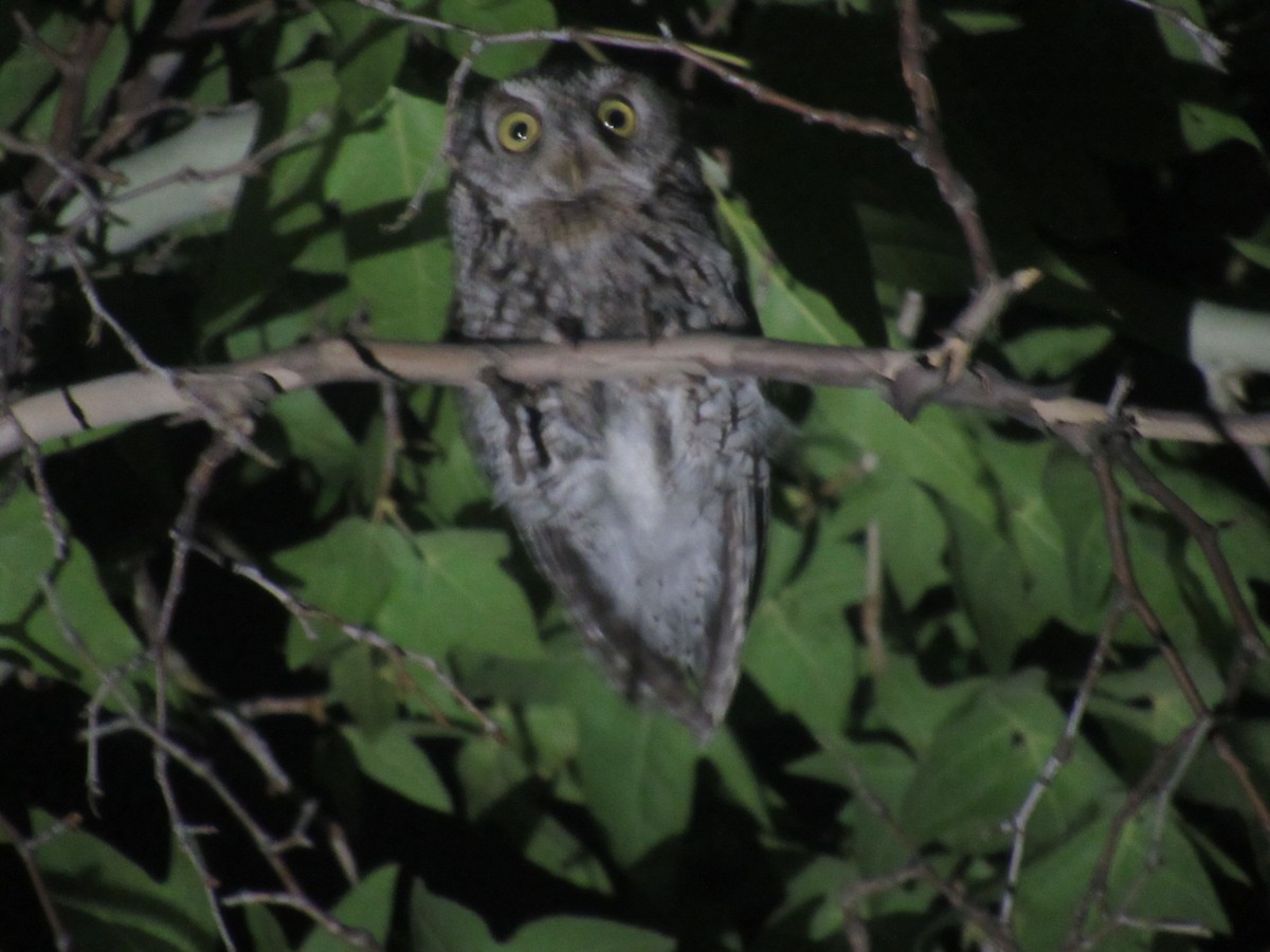 Whiskered Screech-Owl - ML468639651