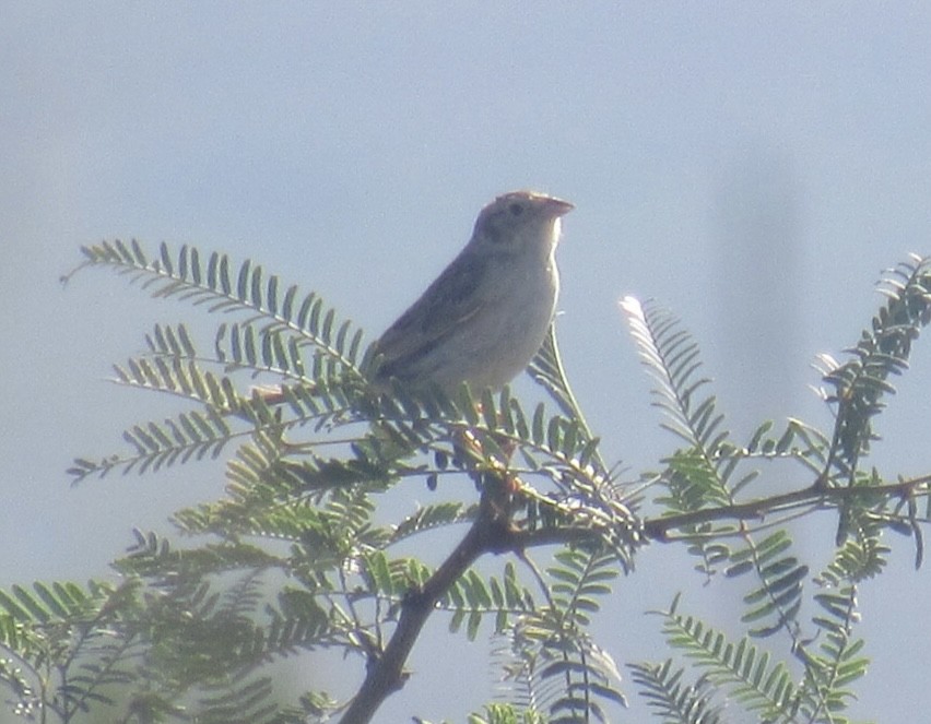 Cassin's Sparrow - ML468639961