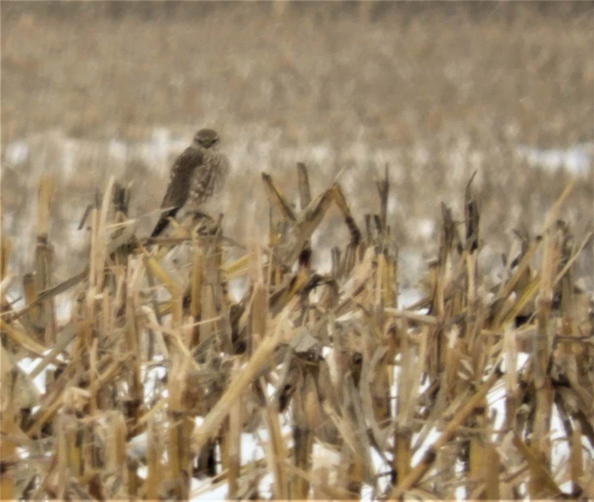 Merlin (Prairie) - ML46864001