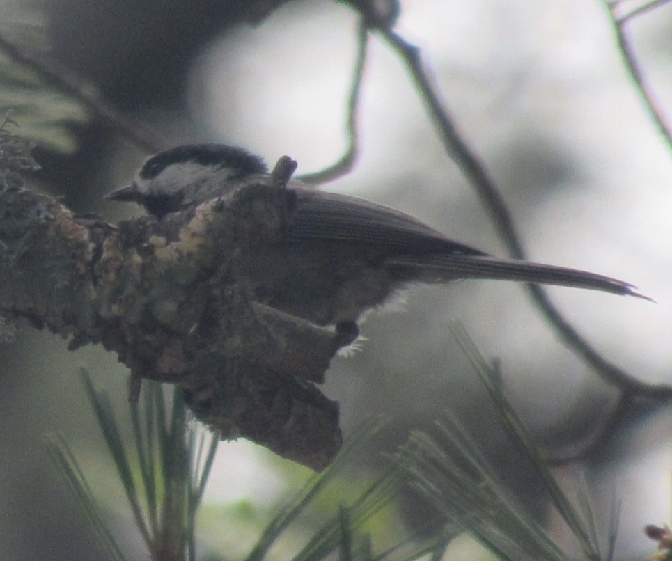 Mexican Chickadee - ML468640721