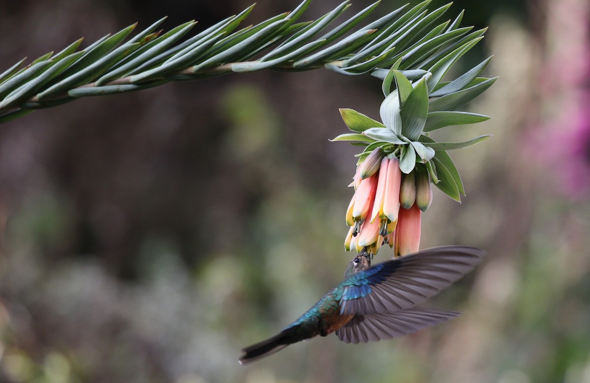 kolibřík modrokřídlý - ML468640751