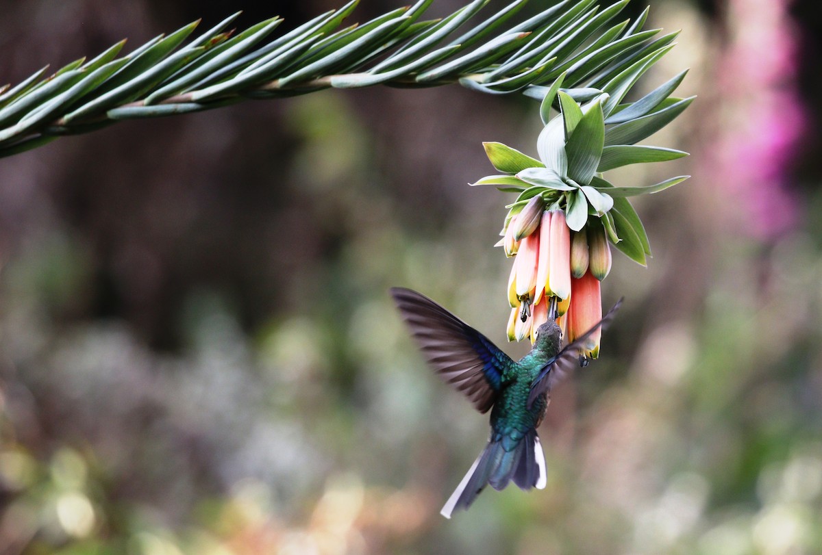 Colibri à ailes saphir - ML468640821