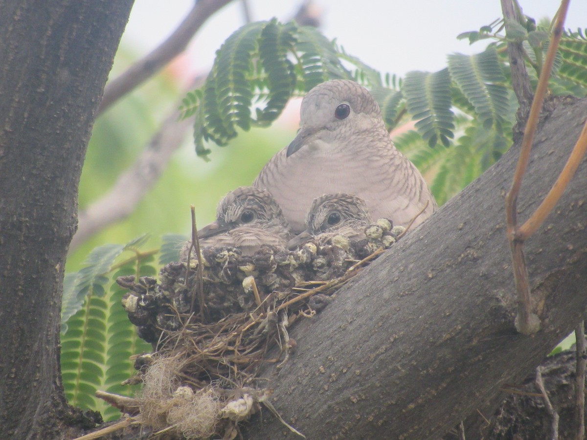 Inca Dove - ML468641271