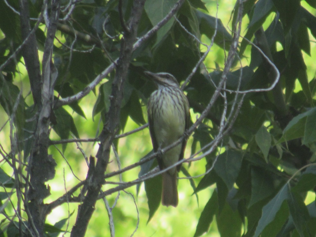 Sulphur-bellied Flycatcher - ML468641501