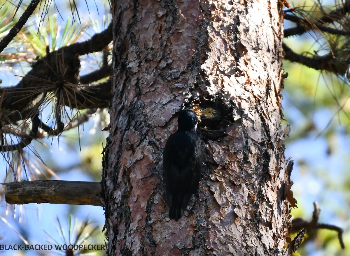 Black-backed Woodpecker - ML468642401