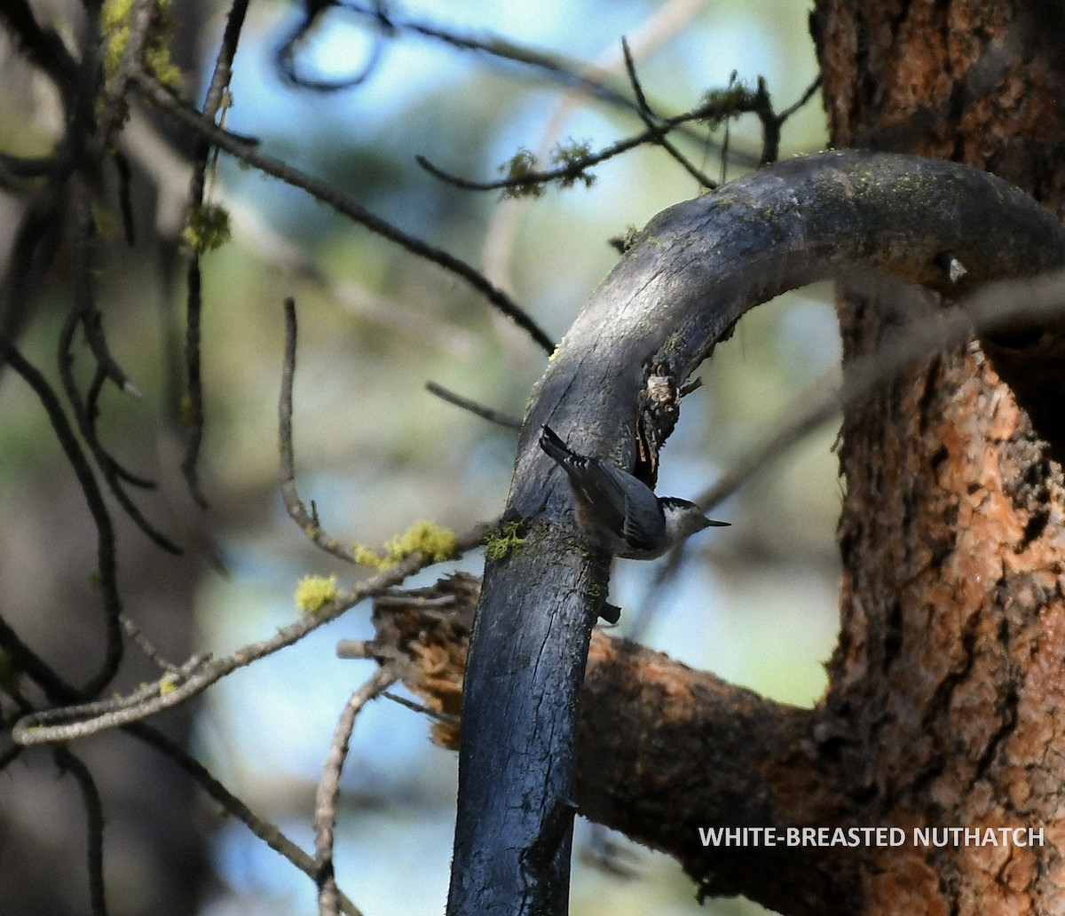 White-breasted Nuthatch - ML468642461