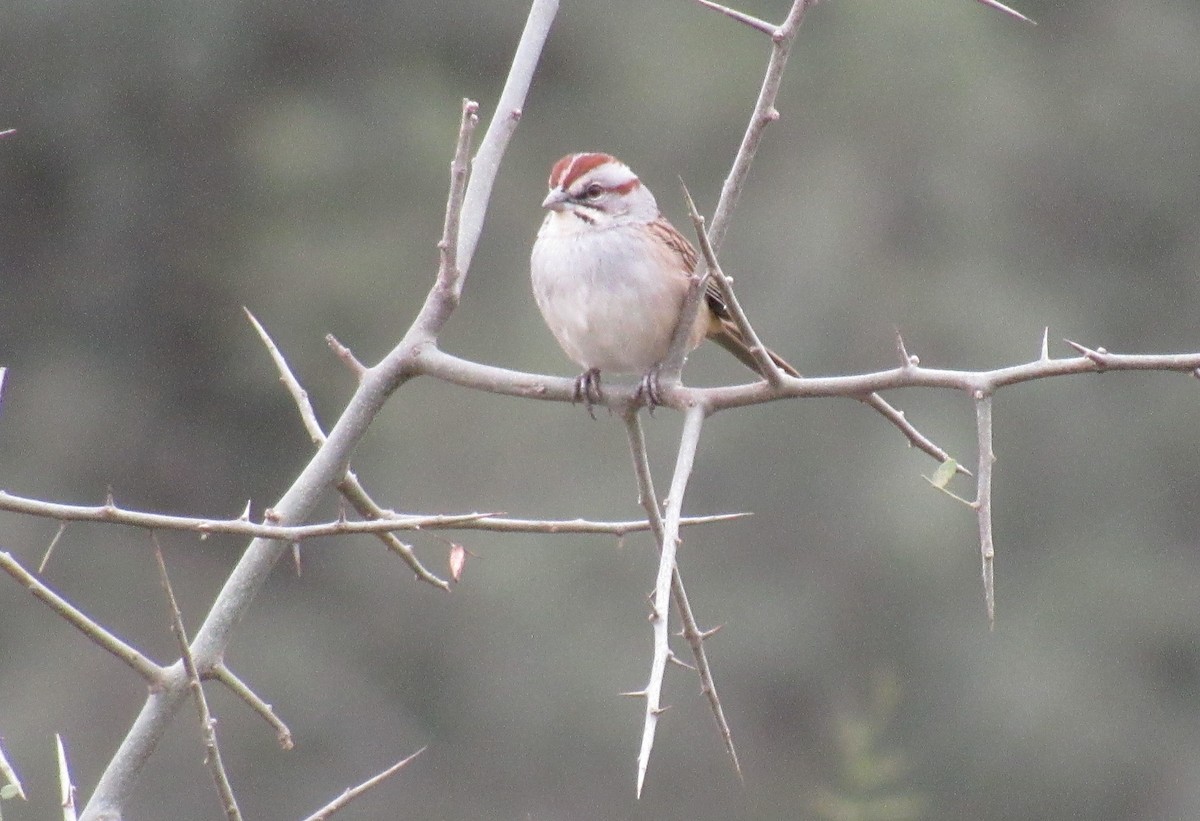 Chaco Sparrow - ML468642521