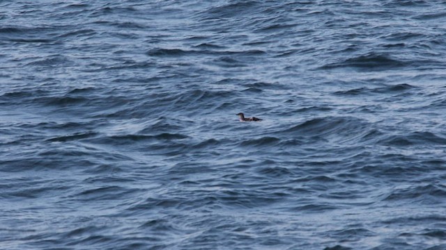 Pigeon Guillemot - ML468644001