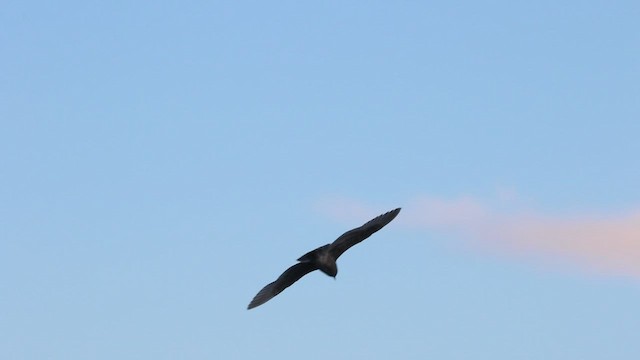 Glaucous-winged Gull - ML468644251