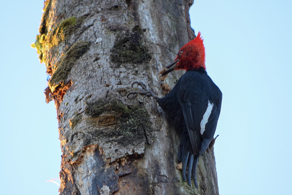 Magellanic Woodpecker - ML468644651