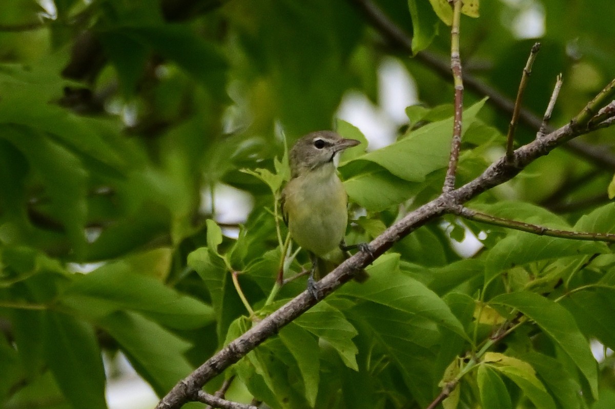 Bell's Vireo - ML468644751