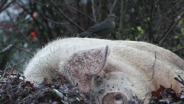 Brewer's Blackbird - ML468645961