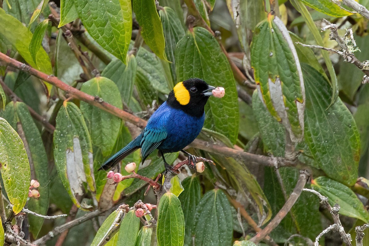 Yellow-scarfed Tanager - Thibaud Aronson