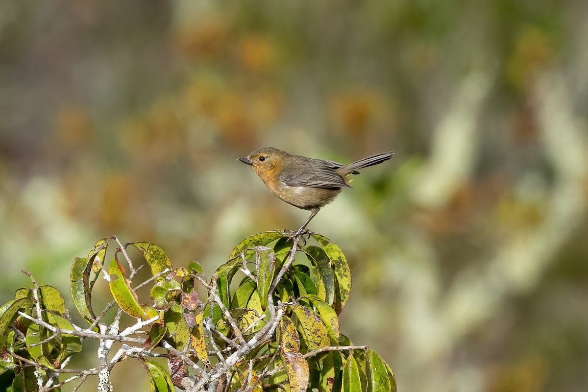 White-sided Flowerpiercer - ML468646941