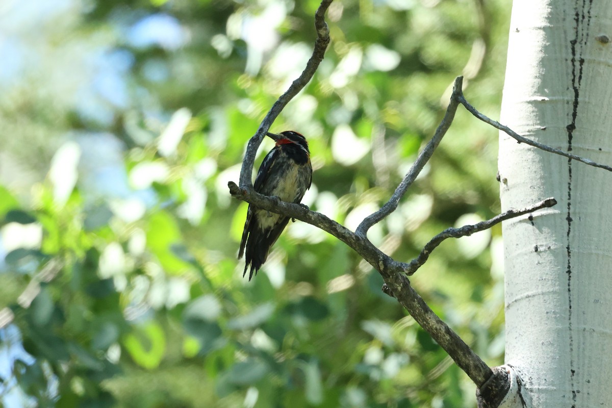 Red-naped Sapsucker - ML468649001