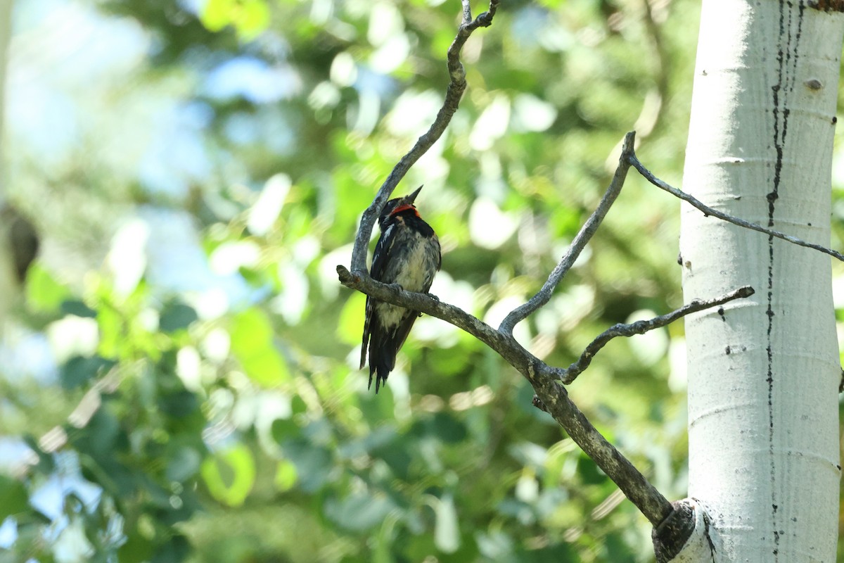 Red-naped Sapsucker - ML468649031