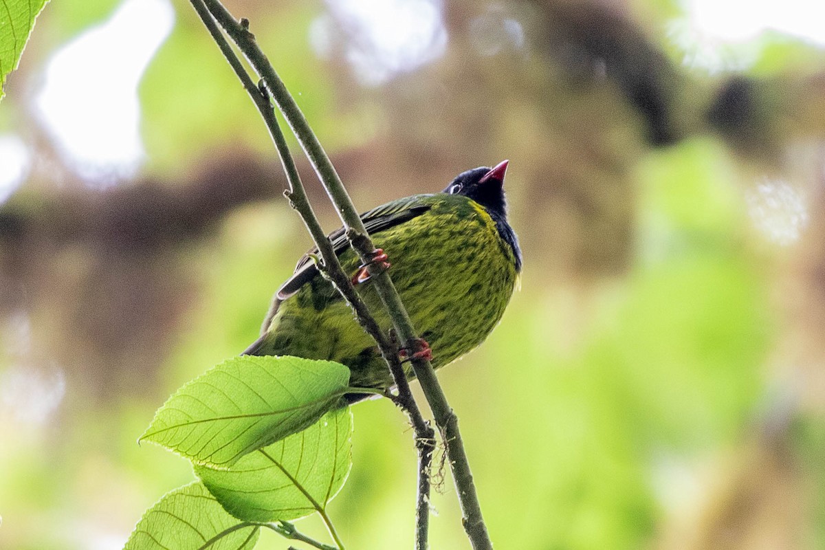 Green-and-black Fruiteater - Neil Hayward